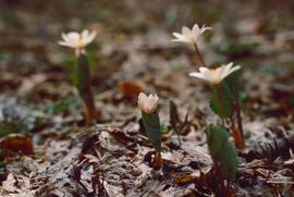 Blood Root (Sanguinaria canadensis) in Buffalo River State Park, Minnesota.