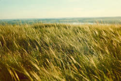 Mixed grass prairie dominated by needle-and-thread grass (Stipa comata) in the Missouri River Valley near Bismarck, North Dakota.