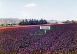 Denholm Seed Company sign in a field of flowers