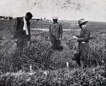 Edgar S. McFadden, Manley Champlin, and Oliver Smith conducting small grain experiments