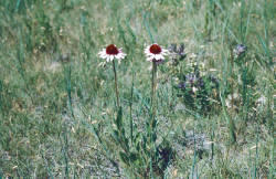 Echinacea angustifolia in the Garrison Reach of the Missouri River in North Dakota.