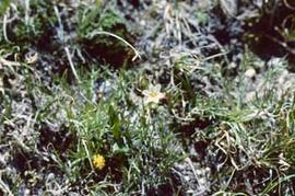 Alpine tundra plant (Lloydia serotina) in the Colorado Rockies.