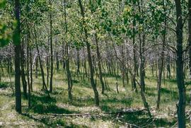 Young cottonwood trees at a research stand on the Missouri River.