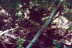 Beaver dam in woody draw Cross Ranch in North Dakota. Photograph was taken before The Nature Conservancy purchase of the former Gaines Ranch.