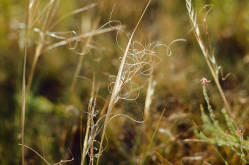 Needle-and-thread grass (Stipa comata) in western North Dakota.