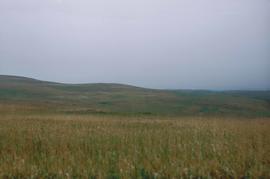 Tall grass growing on the Prairie Coteau in South Dakota.