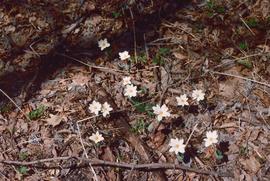 Blood Root (Sanguinaria canadensis) in Seiche Hollow State Park in South Dakota.