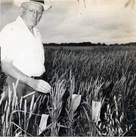 Edgar S. McFadden in a test plot of wheat