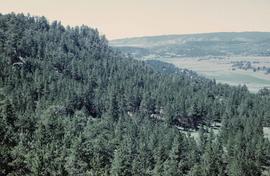 Evergreen mixed forest with Douglas fir, spruce, and pine in the Rocky Mountains of Colorado.