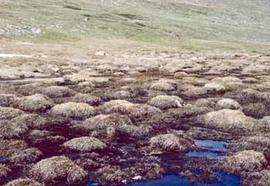 Sedge Hummocks Colorado Alpine Tundra