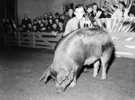 Man showing a pig at the 1940 Little International Exposition at South Dakota State College.