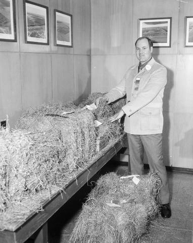 Man stands by a table of hay bales at the 1970 Little International exposition at South Dakota State University.