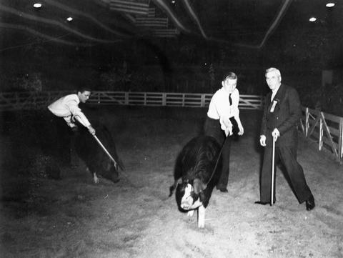 Swine judging in the arena at the 1942 Little International Exposition at South Dakota State College.