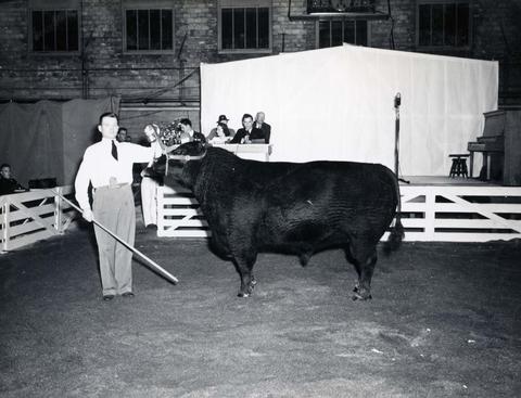 Robert Dailey with the Fitting and Showmanship Champion in the Beef Cattle Division at the 1941 Little International Exposition at South Dakota State College.