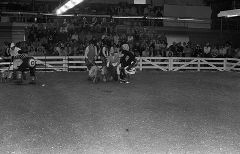Clowns in the arena with pigs entertaining the crowd at the 1977 Little International Agricultural Exposition at South Dakota State University.