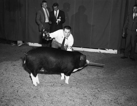 Roger Hunsley holds a trophy while kneeling by his prize winning hog at the 1959 Little International Exposition at South Dakota State College.