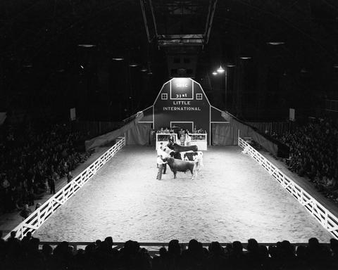Cattle judging in the arena at the 1954 Little International Exposition at South Dakota State College.