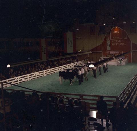 View of the arena during Holstein cattle judging at the 1970 Little International exposition at South Dakota State University. The audience and false barn wall are in the background.