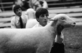 Man tending to his sheep during judging at the 1978 Little International Agricultural Exposition at South Dakota State University