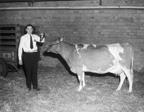 Man showing a cow in the arena at the 1943 Little International Exposition at South Dakota State College.