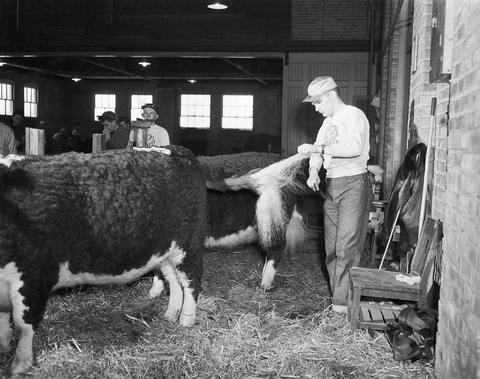 Man brushing the tail of a cow getting it ready for the stock show at the 1951 Little International Exposition at South Dakota State College.