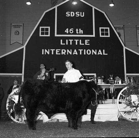 Man stands behind his cow during cattle judging at the 1969 Little International exposition at South Dakota State. The stage and false barn wall are in the background.