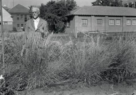 Professor N.E. Hansen stand in ornamental grass at the horticulture grounds of South Dakota State College, the classroom building (right) and the Horticulture building (behind Hansen) are visible in the background.