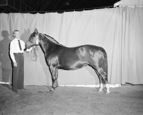 Man stands next to his prize horse at the 1953 Little International Exposition at South Dakota State College.