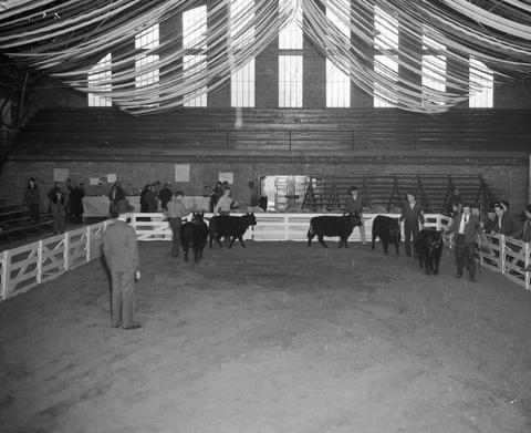 Cattle judging in the arena at the 1947 Little International Exposition at South Dakota State College.