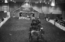 People showing horses during judging at the 1999 Little International Agricultural Exposition at South Dakota State University.