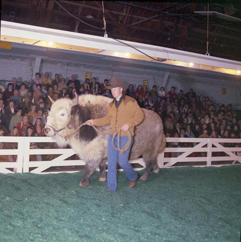 Man leads an ox around the arena at the 1971 Little International exposition at South Dakota State University. The audience is in the background.