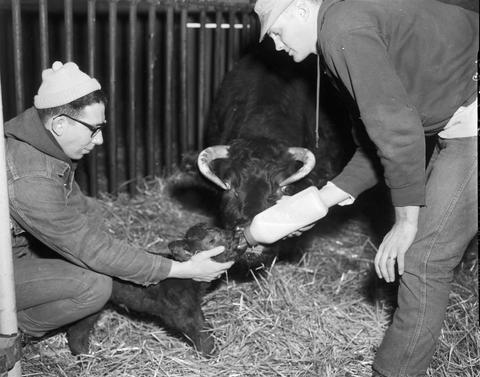 Two men in a barn stall feeding a new born a new born calf while the mother cow watches closely before the1968 Little International exposition at South Dakota State University.