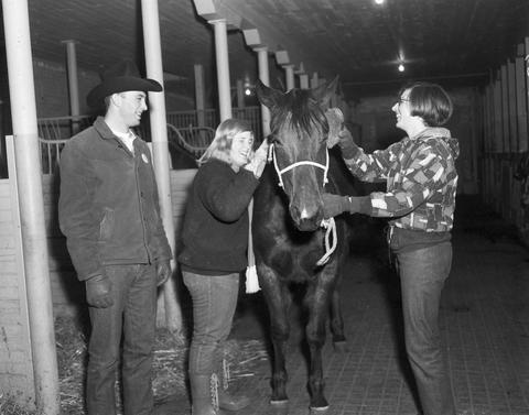 Two women and a man in the stables preparing a horse for the1968 Little International exposition at South Dakota State University.