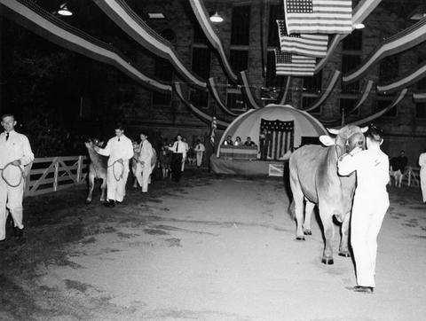 Cow judging in the arena at the 1942 Little International Exposition at South Dakota State College.