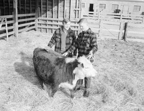 General manager of the 1967 Little International exposition at South Dakota State University stands in a pen with a cow and his brother.