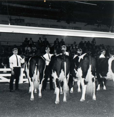 Men tend to their animals during dairy cow judging in the arena during the 1969 Little International exposition at South Dakota.