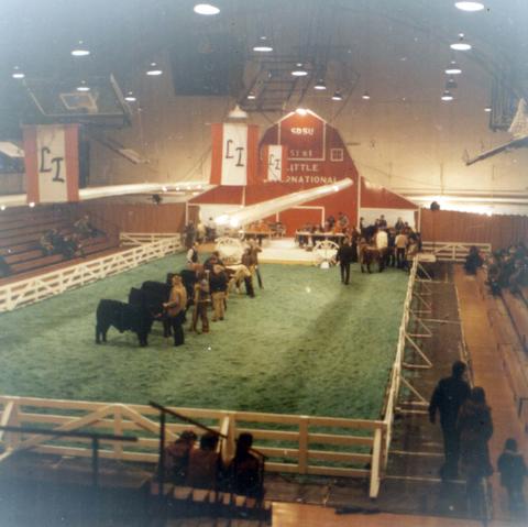 People in the arena with their animals for cattle judging at the 1974 Little International exposition at South Dakota State University.