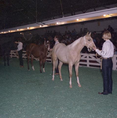 People in the arena with their animals for horse judging at the 1970 Little International exposition at South Dakota State University.