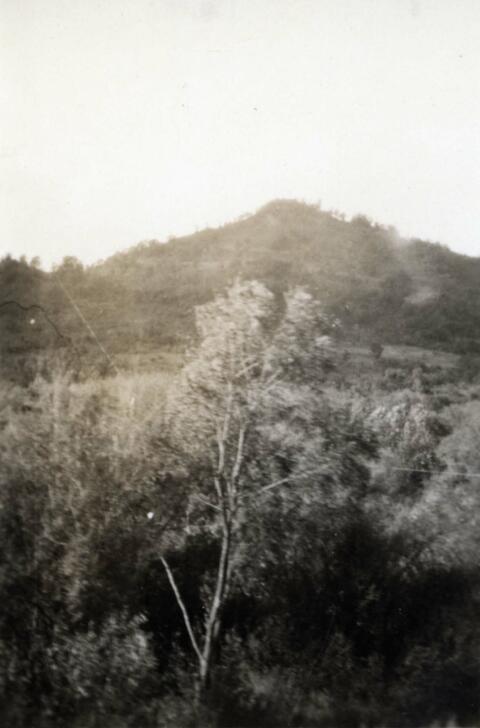 Pear tree in the mountains was photographed as an example during N.E. Hansen's research on pears at Saolin in northern China; written in pencil on the back: Saolin, China my headquarters fro pears in the mountains 1924.