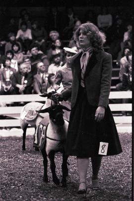 Woman shows a sheep during judging at the 1978 Little International Agricultural Exposition at South Dakota State University.