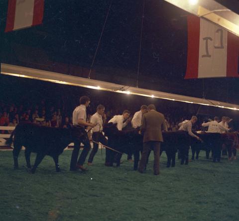 People tend to their Black Angus cows during judging in the arena at the 1971 Little International exposition at South Dakota State University.