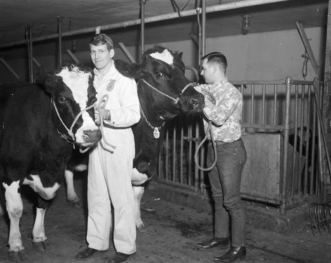 Two men in the barn preparing dairy cows for the1968 Little International exposition at South Dakota State University.