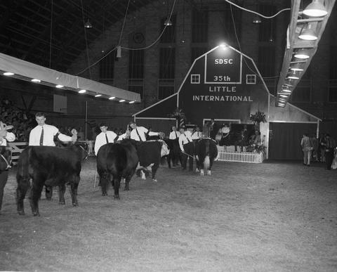 Cattle judging in the arena the 1958 Little International Exposition at South Dakota State College. The stage and false barn wall is in the background.