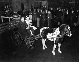 Little International Queen in a buggy pulled by a pony in the arena at the 1939 Little International Exposition at South Dakota State College.