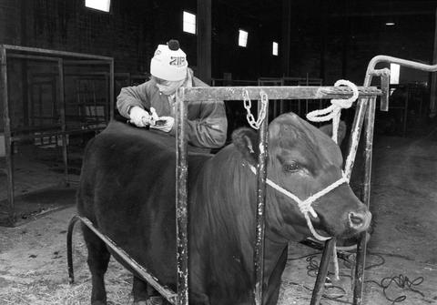 Man grooming a cow in preparation for judging at the 1984 Little International Agricultural Exposition at South Dakota State University.