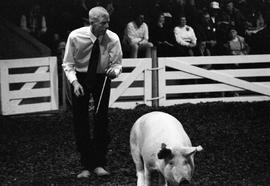 Man in the arena with a pig during judging at the 1998 Little International exposition at South Dakota State University.