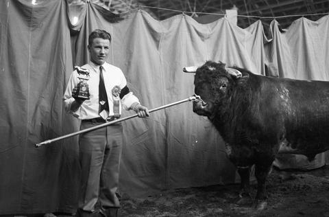 Man holding a trophy and stands with his winning cow in the arena during the 1951 Little International Exposition at South Dakota State College.