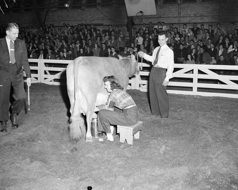 Women is milking a cow in the arena at the 1947 Little International Exposition at South Dakota State College.