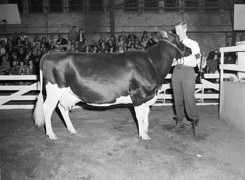 Man showing a cow in the arena at the 1948 Little International Exposition at South Dakota State College.