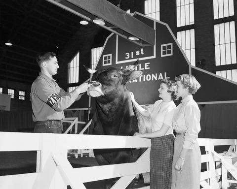 Publicity show for the 1954 Little International Exposition at South Dakota State College. A man with a cow stand in the arena. Two women stand by the fence petting the cow. The false barn is in the background. Lettering on the barn read 31st Little International.